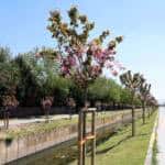 Sakarya’da Sakura Ağaçları Çark Deresi Boyunda Baharı Canlandırıyor