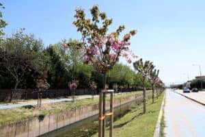 Sakarya&rsquo;da Sakura Ağa&ccedil;ları &Ccedil;ark Deresi Boyunda Baharı Canlandırıyor