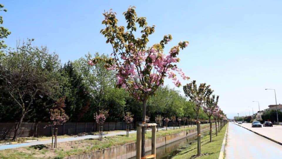 Sakarya’da Sakura Ağaçları Çark Deresi Boyunda Baharı Canlandırıyor